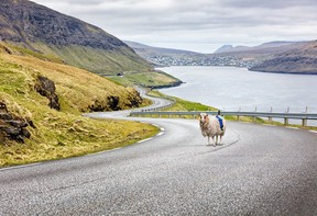 Faroese sheep