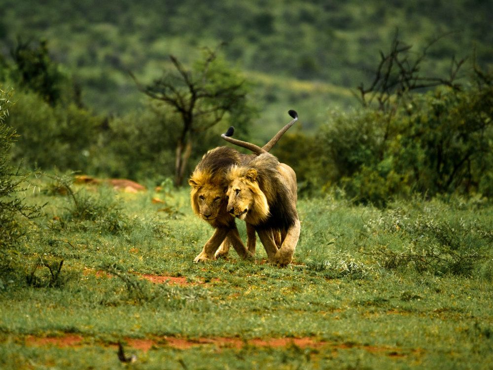 A Kenyan official thinks two male lions spotted having sex are