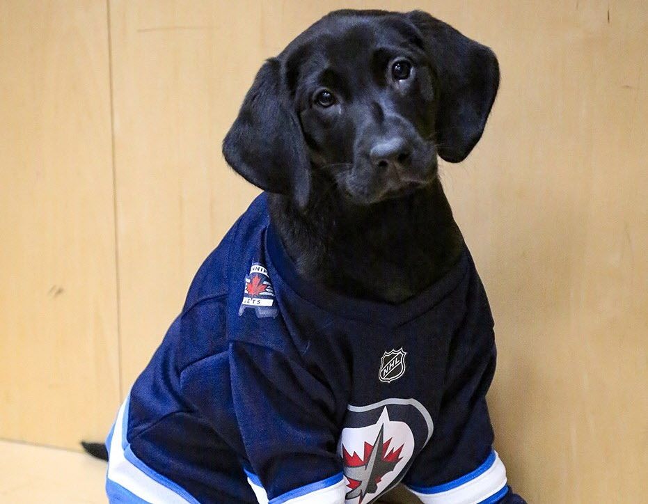 Winnipeg Jets NHL Dog Fan Shirt