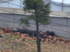 A wounded North Korean soldier lies on the ground in Panmunjom, South Korea, after he was shot by North Korean soldiers while running across the border.