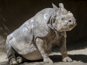 This undated photo provided by the Los Angeles Zoo shows Randa, a 48-year-old Indian rhinoceros. Randa, who had survived skin cancer, was euthanized Monday, Nov. 6, 2017, due to signs of declining health including loss of appetite, difficulty moving and indications of kidney failure. The zoo statement says that she was the oldest Indian rhinoceros within zoos worldwide and had drawn attention to the plight of her species. (Jamie Pham/Los Angeles Zoo via AP)
