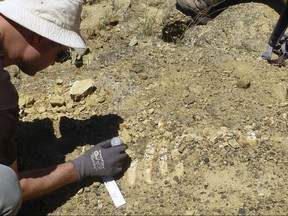 In this July 21, 2017 photo provided by the National Park Service shows Dr. Jonathan Hoffman, paleontologist with the Santa Barbara Museum of Natural History works on an ancient Sea Cow fossil on Santa Rosa Island. Scientists say they've unearthed fossil remains of a sea cow off Southern California's Channel Islands that lived off some 25 million years ago. The National Park Service says the fossil skull and rib cage were discovered this summer, about 50 miles northwest of Los Angeles. (AP Photo/National Park Service)