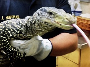 In this still frame taken from video provided by the Riverside County Department of Animal Services, an employee holds a crocodile monitor, a lizard that can grow to eight feet long, in Riverside, Calif., Thursday, Nov. 2, 2017. The 4-foot-long crocodile monitor, a relative of the famous Komodo dragon, and native to Papua New Guinea and Indonesia, was spotted sunning itself on top of a hedge Wednesday afternoon in the backyard of a Riverside home. It's legal to own them in the California and if the owner doesn't claim it, the monitor will be sent to a sanctuary for exotic animals. (John Welsh/Riverside County Department of Animal Services via AP