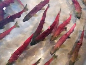 FILE - In this Tuesday, Sept. 26, 2017, file photo provided by Idaho Fish and Game, Snake River sockeye salmon that returned from the Pacific Ocean to Idaho over the summer swim in a holding tank at the Eagle Fish Hatchery in southwestern Idaho. Fisheries biologists in Idaho say they think they know why a relatively new $13.5 million hatchery intended to save Snake River sockeye salmon from extinction is instead killing thousands of fish before they ever get to the ocean. (Dan Baker/Idaho Fish and Game via AP, File)