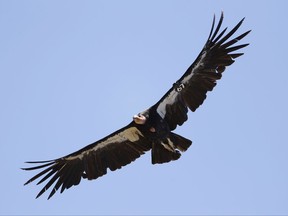 FILE - In this June 21, 2017, file photo, a California condor takes flight in the Ventana Wilderness east of Big Sur, Calif. The effort to bring the California condor, one of the world's largest birds back from the brink of extinction, is expanding after northern Arizona and southern Utah found success in getting deer hunters to use ammunition not made of lead. (AP Photo/Marcio Jose Sanchez, File)