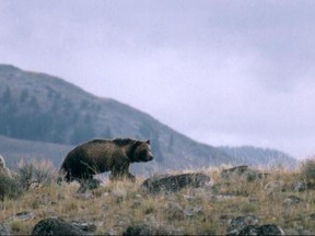 FILE-- This undated file photo provided by the National Park Service shows a grizzly bear walking along a ridge in Montana. The National Rifle Association and Safari Club International, a sport hunting group, are asking a judge to make sure their members can hunt grizzly bears in the three-state Yellowstone region. The animals have lost federal protections but conservation groups have sued to restore them. (National Park Service via AP, File)