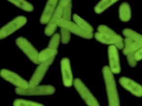 A semi-synthetic strain of E. coli bacteria that can churn out novel proteins.
