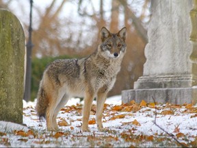 In this 2008 photo provided by Josh Harrison, a coyote stands in Mount Auburn Cemetery in Cambridge, Mass. Coyotes have lived in the East since the 1930s, and recent genetic tests have shown they are actually a mixture of coyote, wolf and dog. And scientists say they might be getting genetically closer to wolves, helping them become better predators and thrive in urban areas including New York City and Cape Cod, Massachusetts, and the woods of Maine. (Josh Harrison via AP)