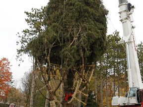 This year's Rockefeller Center Christmas tree, a 75-foot tall, 50-foot in diameter, Norway Spruce, weighing more than 12 tons, is moved to a flatbed truck after being cut from the yard of Jason Perrin in State College, Pa., Thursday, Nov. 9, 2017. The tree will be driven to Rockefeller Plaza in New York City, and put in place on Saturday, Nov. 11, from 8 a.m to 11a.m. in front of 30 Rockefeller Plaza. (AP Photo/Gene J. Puskar)