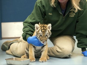 This Tuesday, Nov. 28, 2017, photo provided by the Pittsburgh Zoo & PPG Aquarium shows Kathy Suthard, the zoo's lead carnivore keeper, caring for a male Amur tiger cub at the zoo in Pittsburgh. The cub is one of two rare, endangered Amur tiger cubs, one male and one female, born at the Pittsburgh Zoo & PPG Aquarium on Sept. 25, 2017, and later separated from their 10-year-old mother Tierney, after zookeepers and veterinary staff monitoring the cubs via an infrared camera noticed the mother wasn't showing interest in her cubs and was neglecting them. (Paul A. Selvaggio/Pittsburgh Zoo & PPG Aquarium via AP)