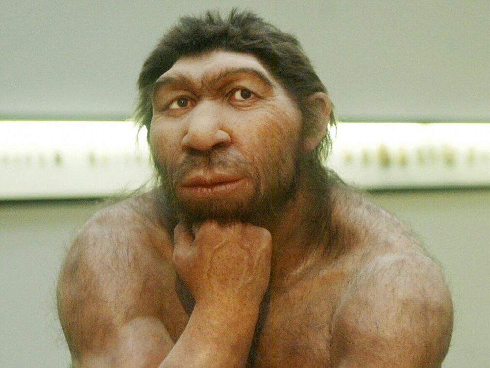 The shape, not size, of our ancestors' brains may have helped them outlast  Neanderthals - Los Angeles Times