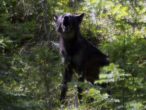 This Aug. 20, 2009, photo provided by the Oregon Department of Fish and Wildlife shows what ODFW believes is the alpha male OR-4 that bred with B-300 to produce the Imnaha wolf pack in the Imnaha Unit in northeast Oregon's Wallowa County near Joseph, Ore. It's a political debate playing out against the backdrop of a rapidly growing wolf population, a jump in wolf poaching and demands from ranchers and hunters who say the predators are decimating herds and spooking big game. (Oregon Department of Fish and Wildlife via AP)