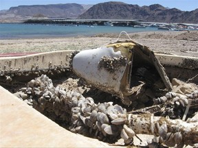 FILE - In this July 6, 2009 file photo, invasive quagga mussels cover this formerly sunken boat at Lake Mead in Lake Mead National Recreation Area, Nev. Governors of 19 Western states are pressing the federal government to do more to prevent the spread of damage-causing invasive mussels from infected federally managed waterways. (AP Photo/Felicia Fonseca, File)