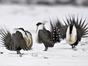 FILE - In this April 20, 2013 file photo, male greater sage grouse perform mating rituals for a female grouse, not pictured, on a lake outside Walden, Colo. Federal scientists and land managers who've been crafting strategies to protect sage grouse habitat across the West for nearly two decades are going back to the drawing board under a new Trump administration edict to reassess existing plans condemned by ranchers, miners and energy developers. (AP Photo/David Zalubowski, File)