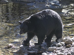 FILE - In this Oct. 24, 2017, file photo, a black bear searches for Kokanee salmon as it walks along Taylor Creek in South Lake Tahoe, Calif. More than 500 black bears have made their way back into parts of their historic range in the Great Basin of central and northeast Nevada where the species had disappeared about 80 years ago, scientists say. (AP Photo/Rich Pedroncelli, File)