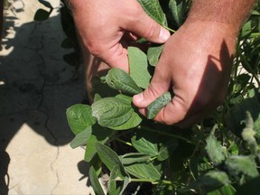 FILE - In this Tuesday, July 11, 2017, file photo, East Arkansas farmer Reed Storey shows the damage to one of his soybean plants in Marvell, Ark. Storey said half of his soybean crop has shown damage from dicamba, an herbicide that has drifted onto unprotected fields and spawned hundreds of complaints from farmers. Monsanto, a major agribusiness company asked a Pulaski County judge Friday, Nov. 17, 2017 to strike down the rule approved by the state Plant Board earlier this month that would prohibit the use of dicamba from April 16 through Oct. 31. (AP Photo/Andrew DeMillo File)