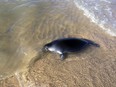 In this photo taken on Sunday, Oct. 29, 2017, the body of dead Baikal earless seal, or nerpa, is seen in Lake Baikal, Eastern Siberia, Russia.