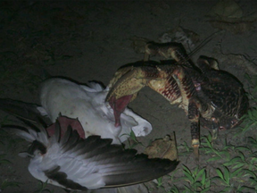 A biologist's video proves coconut crabs can grow up to 3 feet and hunt birds.