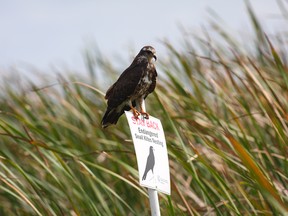 The snail kite bird is making a comeback after being listed as endangered in Florida.