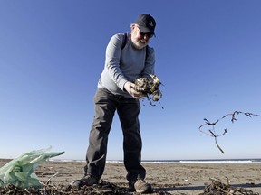 In this photo taken Sept. 28, 2017, Mike Patton picks-up and removes debris from a dead bird as part of a citizen patrol surveying dead birds that wash ashore on beaches along the U.S. West Coast, in Ocean Shores, Wash. The multi-state monitoring program help tells a larger story about coastal environments, seabird deaths and health. (AP Photo/Elaine Thompson)
