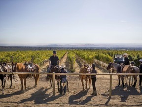 ADVANCE FOR WEEKEND EDITIONS, NOV. 18-19 - In this Oct. 14, 2017 photo, winery tour participants hitch their horses after riding through vineyards at Dineen Vineyards in Zillah, Wash. Cherry Wood Bed, Breakfast and Barn offers horseback winery tours in Zillah every Saturday, weather permitting. (Jake Parrish/Yakima Herald-Republic via AP)