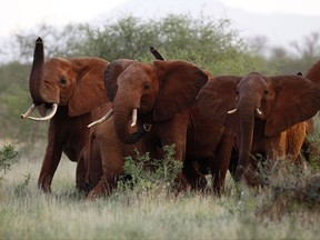 In this file photo taken Tuesday, March 9, 2010, elephants use their trunks to smell for possible danger in the Tsavo East national park, Kenya. The Trump administration is lifting a federal ban on the importation of body parts from African elephants shot for sport.  (AP Photo/Karel Prinsloo, File)
