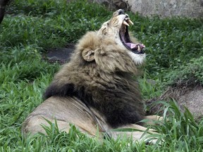 FILE - This January 2013 file photo, shows a lion yawning near the National Parks sanctuary in Zimbabwe. A month before the Trump administration sparked outrage by reversing a ban on body parts from threatened African elephants, federal officials quietly loosened restrictions on the importation of heads and hides of lions shot for sport. The U.S. Fish and Wildlife Service began issuing permits on October 20 for lions killed in Zimbabwe and Zambia between 2016 and 2018. Previously, only wild lions killed in South Africa were eligible to be imported. (AP Photo/Tsvangirayi Mukwazhi, File)