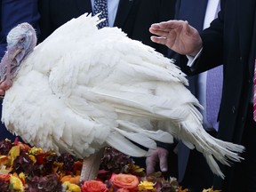 In this Nov. 21, 2017, photo, President Donald Trump pardons Drumstick during the National Thanksgiving Turkey Pardoning Ceremony in the Rose Garden of the White House in Washington. A poll shows more than a third of Americans dread the prospect of political talk over Thanksgiving. The survey by the Associated Press-NORC Center for Public Affairs Research shows that just 2 in 10 are eager to discuss politics. (AP Photo/Evan Vucci)