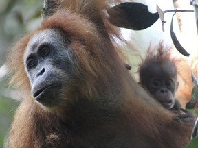 This undated photo released by the Sumatran Orangutan Conservation Programme shows a Tapanuli orangutan with its baby in Batang Toru Ecosystem in Tapanuli, North Sumatra, Indonesia. Scientists are claiming an isolated and tiny population of orangutans on the Indonesian island of Sumatra with frizzier hair and smaller heads are a new species of great ape. It's believed that there are no more than 800 of the primates that researchers named Pongo tapanuliensis, making it the most endangered great ape species. (James Askew/Sumatran Orangutan Conservation Programme via AP)