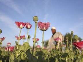 FILE - In this April, 14, 2017, file photo, an Afghan man walks through a poppy field in the Surkhroad district of Jalalabad, east of Kabul, Afghanistan. A joint survey by the Afghan government and the United Nation shows that the opium production in Afghanistan has increased by 87 percent in 2017, compared with 2016 levels. (AP Photo/Rahmat Gul, File)