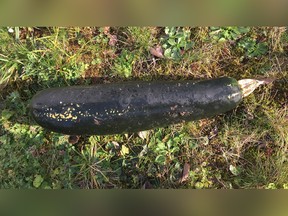 In this handout photo released by the police of Karlsruhe, a Zucchini is pictured in a garden in Bretten, Germany, Friday, Nov. 3, 2017.