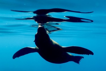 Sea lions are graceful underwater.