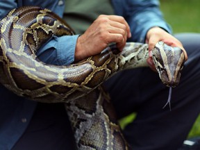 A Burmese python is held by Jeff Fobb as he speaks to the media at the registration event and press conference for the start of the 2013 Python Challenge on January 12, 2013 in Davie, Florida.