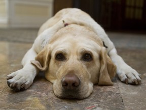 A golden Labrador retriever dog. Under a quirk of Canadian law, sexual acts with animals are legal as long as they don't involve penetration.