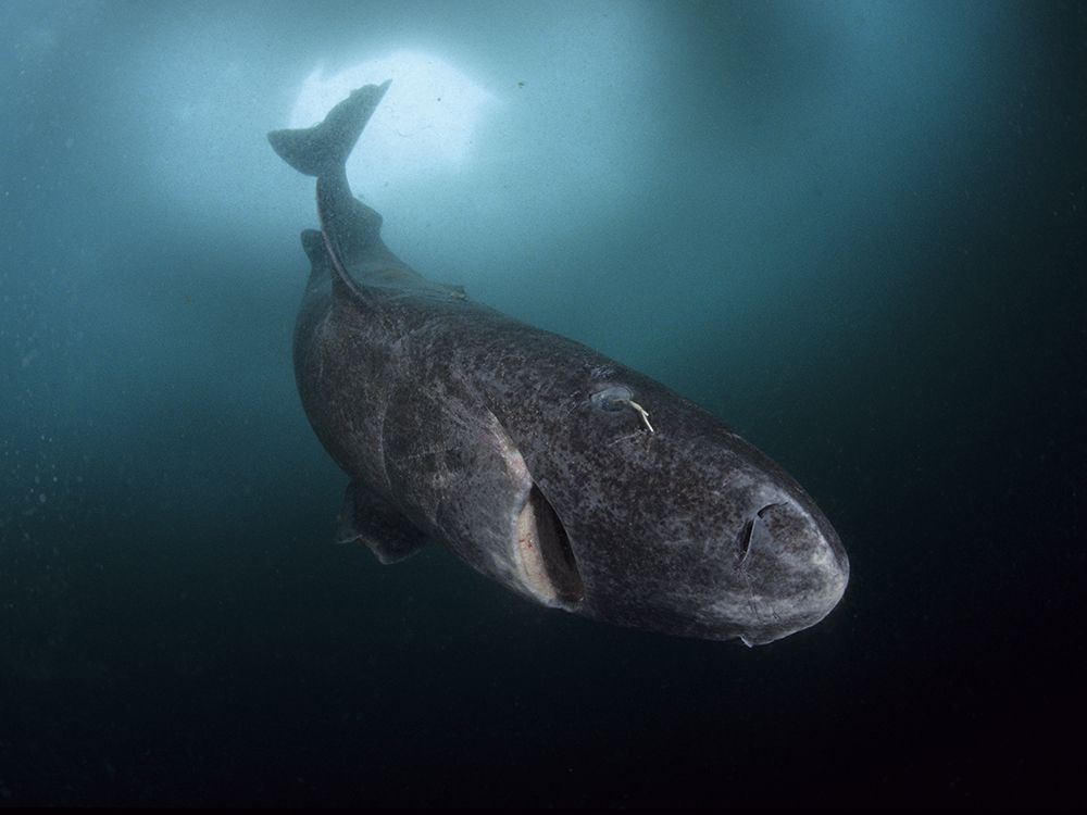 No, scientists didn't discover a 512-year-old shark that's older than ...