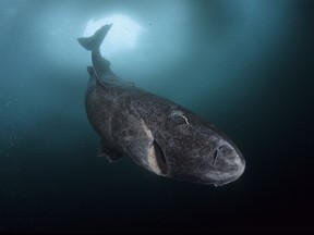 The Greenland shark, which can grow up to eight metres long, has a mouthful of razor-sharp teeth.