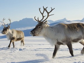 Reindeers in their natural environment, Tromso region, Northern Norway.  Getty
