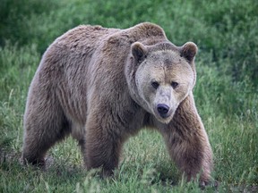 There are an estimated 15,000 grizzly bears in British Columbia.