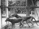 Tasmanijos tigrai arba tilacinai Beaumaris zoologijos sode Hobarte, Australijos Tasmanijos valstijoje, 1918 m.  
