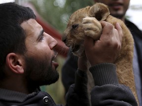 Ahmad Joma'a, a zoo worker, holds a two-month-old lion cub at the zoo in Rafah, Gaza Strip, Friday, Dec. 22, 2017. A Palestinian zoo owner has put three lion cubs for sale, fearing he won't be able to afford to feed them as they grow.