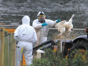 Government workers clear turkey carcasses at a U.K. farm where all the fowl are being slaughtered following the confirmed outbreak of H5 strain of bird flu.