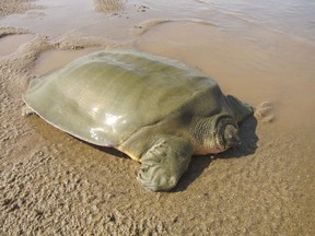 In this undated photo released by the Wildlife Conservation Society (WCS), an endangered Asian giant softshell turtle is seen near a nest of eggs on a sandbar in the Mekong river between Kratie and Stung Treng, northeastern Cambodia. Conservationists have found a nest of the endangered Asian turtle eggs in northeastern Cambodia, while 115 new species of various other animal and plant life were also discovered in the greater Mekong region. (Wildlife Conservation Society via AP)