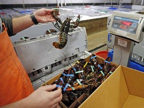 FILE - In this Thursday, Dec. 10, 2015, file photo, live lobsters are packed and weighed for overseas shipment at the Maine Lobster Outlet in York, Maine. A trade deal between Canada and the European Union, which gets rid of tariffs on Canadian lobster exports, could have a negative affect for the U.S. at Christmastime 2017.