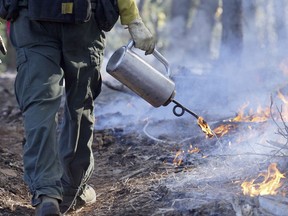 FILE - In this Oct. 28, 2008 file photo, a firefighter uses a drip torch during a prescribed burn of about 27 acres near Inskip, Calif.  California's seemingly endless cycle of wildfires is helping drive plans to do more "controlled burns" that thin forests choked with dead trees and withered underbrush that if left unchecked can feed monster blazes that force entire communities to flee, destroy homes and take lives. The goal for 2018 is to burn at least 20,000 acres and to clear another 20,000 by crews using chain saws, bulldozers and other machinery.