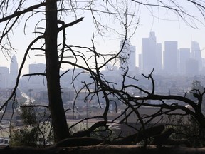 Los Angeles skyline is seen through burned trees after a brush fire erupted in the hills in Elysian Park in Los Angeles Thursday, Dec. 14, 2017. The National Weather Service said extreme fire danger conditions could last through the weekend due to lack of moisture along with a likely increase in wind speeds.