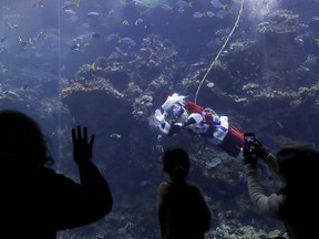 Diver George Bell, dressed as Santa Claus, waves to viewers as he swims in the Philippine coral reef tank during a presentation on fish and corals as part of the 'Tis the Season for Science holiday exhibit at the California Academy of Sciences in San Francisco, Tuesday, Dec. 19, 2017.