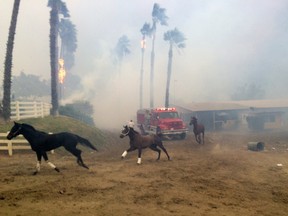 Terrified horses gallop from San Luis Rey Downs as the Lilac Fire sweeps through the horse-training facility, Thursday, Dec. 7, 2017 in San Diego.