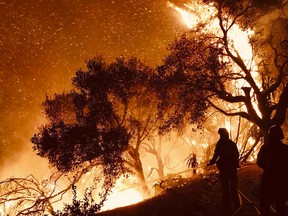 In this Sunday, Dec. 10, 2017 photo released by Santa Barbara County Fire Department firefighters knock down flames as they advance on homes atop Shepherd Mesa Road in Carpinteria, Calif.