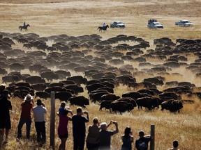FILE - In this Sept. 26, 2014 file photo, spectators watch as riders and drivers herd about 1,200 bison toward the corrals at the 49th annual Custer State Park Buffalo Roundup in the southern Black Hills near Custer, S.D. Custer State Park, known for drawing thousands of spectators to its fall buffalo roundup each year, is set to perform another, unexpected roundup in the coming days to inspect its bison after a historic wildfire burned through the South Dakota park this week.