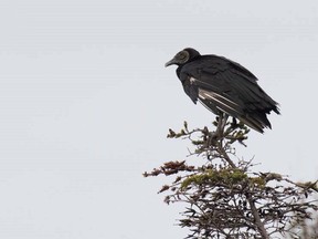 A black vulture is shown in this recent handout image. A Newfoundland bird watcher says a large black vulture that has been captivating people in Burgeo, Newfoundland may have been blown into the area by a storm. THE CANADIAN PRESS/HO-VOCM News-Ken Knowles **MANDATORY CREDIT**
